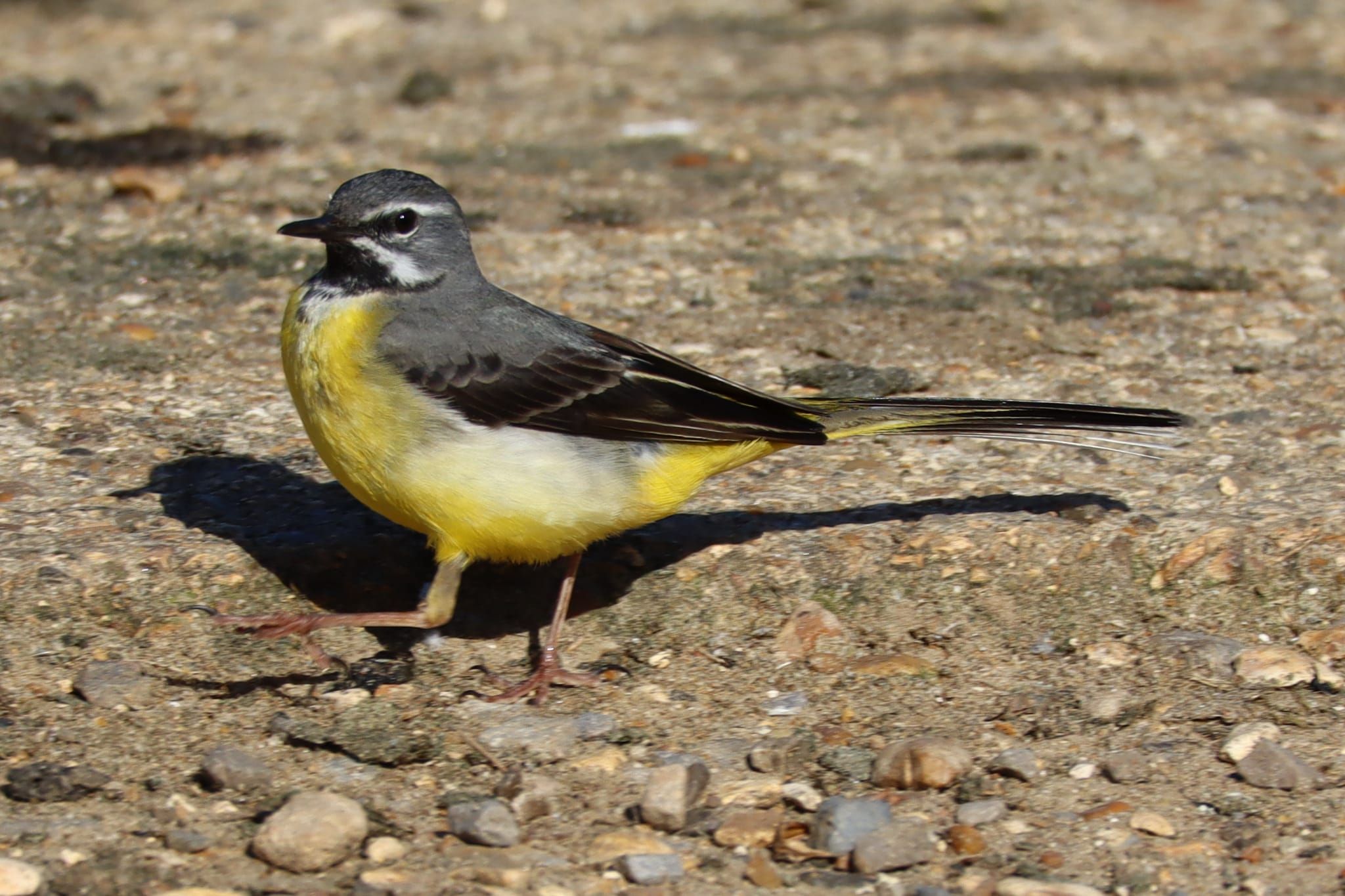  Grey Wagtail 